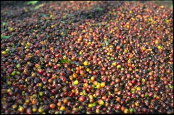 san pedro atitlan-39.jpg